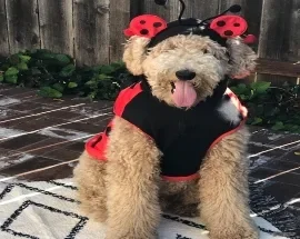 Noodles, Wag Brigade member