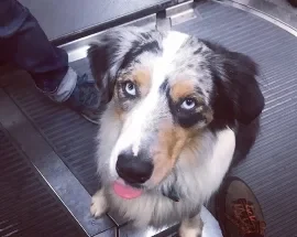 Jackson, Wag Brigade member