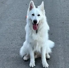 Zay, Wag Brigade member