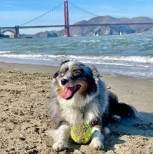 Austrian Shepherd dog sitting on a beach with the Golden Gate Bridge in the background