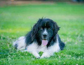 Black and white Newfoundland dog sitting on grass