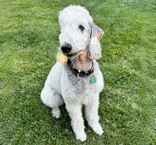 White dog sitting on grass